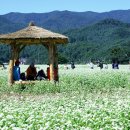 메밀꽃필무렵 이미지