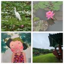 시흥시농업기술센터 | 경기도 시흥 여행 | 관곡지 연꽃테마파크 시흥시 농업기술센터 주차