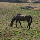 초록빛목장 이미지