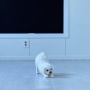 포메리카노 이미지