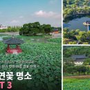 금당백련 | 7월에 딱! 무리 없이 걷기 좋은 연꽃 명소 3곳, 부모님 모시고 다녀오기 좋아요