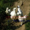 백봉농장 이미지