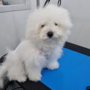 bbodog(뽀독) 이미지