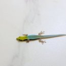 더옐로우샵