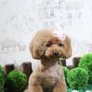 마리펫 이미지