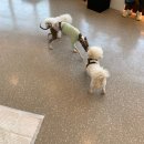 메종드 로이 이미지