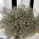 [wedding] 웨딩촬영 생화부케, 안개꽃부케, 양재꽃시장, 화훼공판장, 오이화원