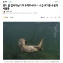 붕어 좀 잡아먹는다고 유해조수라니…1급 위기종 수달의 서글픔 이미지