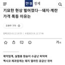 비트코인 떡락하는 동안 떡상한 원숭이.news 이미지