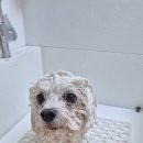 허니애견 이미지