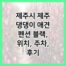 제주댕댕이애견펜션블랙 이미지