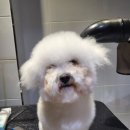 미니멍 살롱 네이버블로그
