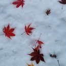 데굴데굴 이미지