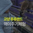 쥬쥬 | 38개월 아이랑 고양 쥬쥬랜드 솔직후기 먹이주기 필수코스