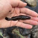 달천계곡 하류 이미지