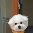 달링그루밍 - 서초구 잠원로8길 25 | 달링그루밍
