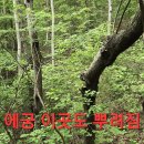 4곳 답사 산행.64 (2022년5월6일 천종산삼지) 이미지