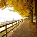 은행나무길 화장실 이미지