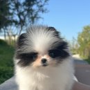 아르르펫 이미지