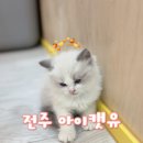 (유)우리환경 | [전주] 고양이와 마음까지 쉬어가는 진짜 힐링공간!😻 고양이카페 ‘아이캣유’