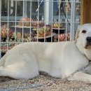 여름이(래브라도 리트리버) 이미지