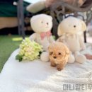 이루다 동물병원 | 미니말티푸분양 가족의 꿈!