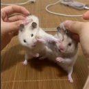 라이또PC방 울산본점 | 빙수야 녹지마 ⛱️