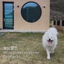 풀원투C펜션 | [청도] ‘보느몽뜨 C동’ 대구근교 대형견 애견동반 독채 풀빌라 펜션