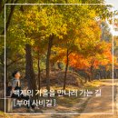 사비길 | 부여 여행 가볼만한곳 ㅣ 백제의 가을을 만나러 가는 길, 부여 사비길 코스