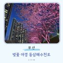 길천로 | 부산 벚꽃 야경 드라이브 코스 동삼해수천로 밤산책 야간 가볼만한곳