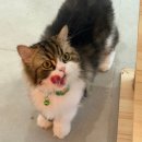 수원-0374 이미지