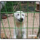 야시 이미지