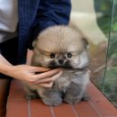 강아지고양이 미유펫 청주점 이미지