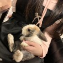 진심토끼 이미지