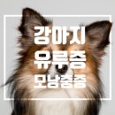 365동판교동물병원 이미지