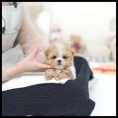 유앤미펫 강아지분양 고양이분양 위례점 이미지