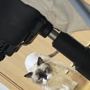 청수목욕탕 | [천안 고양이 미용, 목욕] 냥이네목욕탕 ‘첫 무마취 미용 솔직 후기’