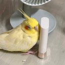 방배로26길 36 | 폭풍 '쳐먹는' 일상 근데 이제 크리스마스가 다가오는