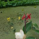 연꽃민박 이미지