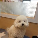 강아지song 이미지