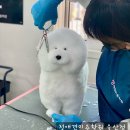 개인정애견샵 이미지