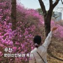 제3구경길 화진포 둘레길 | 원미산진달래 축제 부천 꽃구경 둘레길 데이트