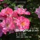 샹그릴라 이미지