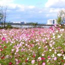 화곡노인복지센터 이미지