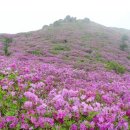 2018년 4월29일(일) 일림산~사자산~제암산 철쭉구경 갑니다.(토요무박) 이미지