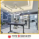 도시 강아지 이미지