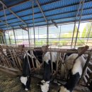 해뜰목장 이미지