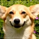 웃는 강아지 이미지