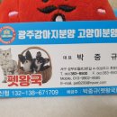 광주강아지분양 고양이분양 펫왕국 이미지