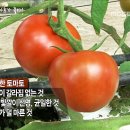토마토는 과일일까? 채소일까? 이미지